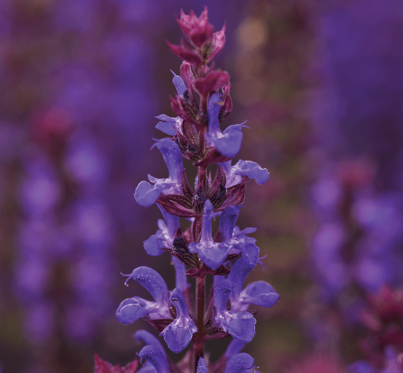 Шалфей Дубравный Blue Bouquetta